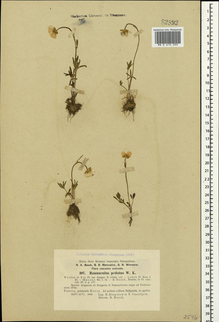 Ranunculus pedatus Waldst. & Kit., Crimea (KRYM) (Russia)