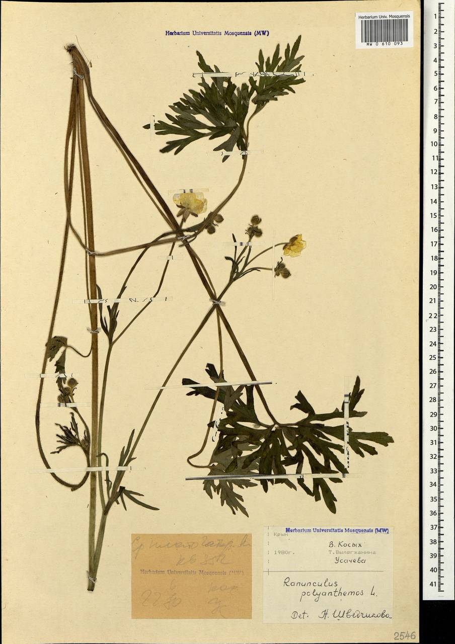 Ranunculus polyanthemos L., Crimea (KRYM) (Russia)