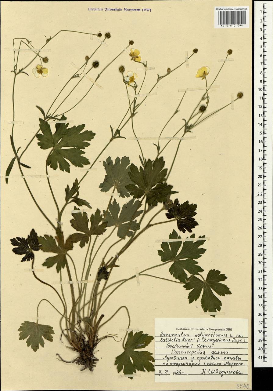 Ranunculus polyanthemos L., Crimea (KRYM) (Russia)
