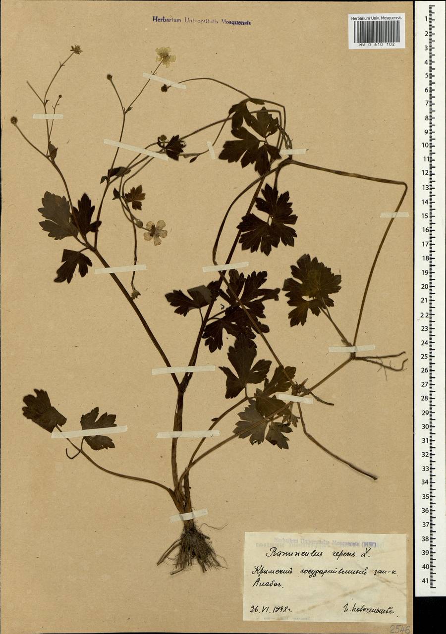 Ranunculus repens L., Crimea (KRYM) (Russia)