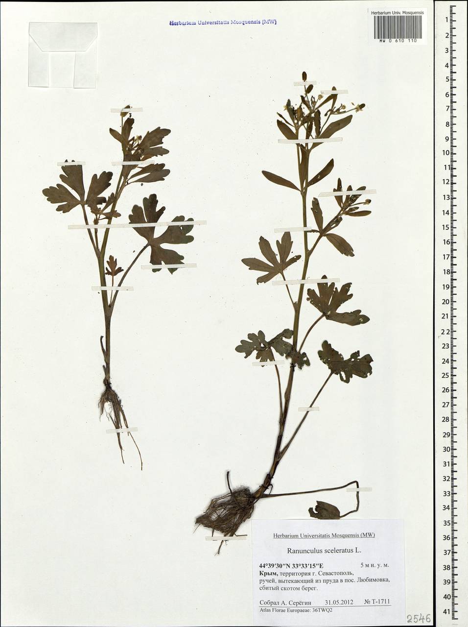 Ranunculus sceleratus L., Crimea (KRYM) (Russia)