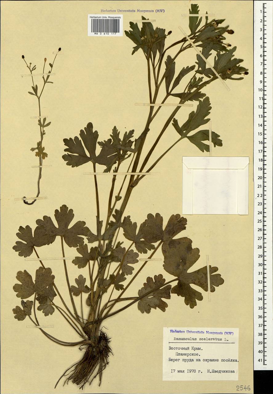 Ranunculus sceleratus L., Crimea (KRYM) (Russia)