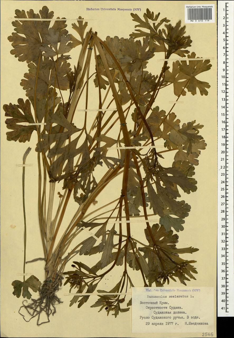 Ranunculus sceleratus L., Crimea (KRYM) (Russia)