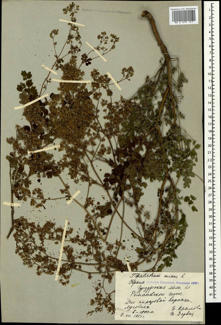 Thalictrum minus L., Crimea (KRYM) (Russia)