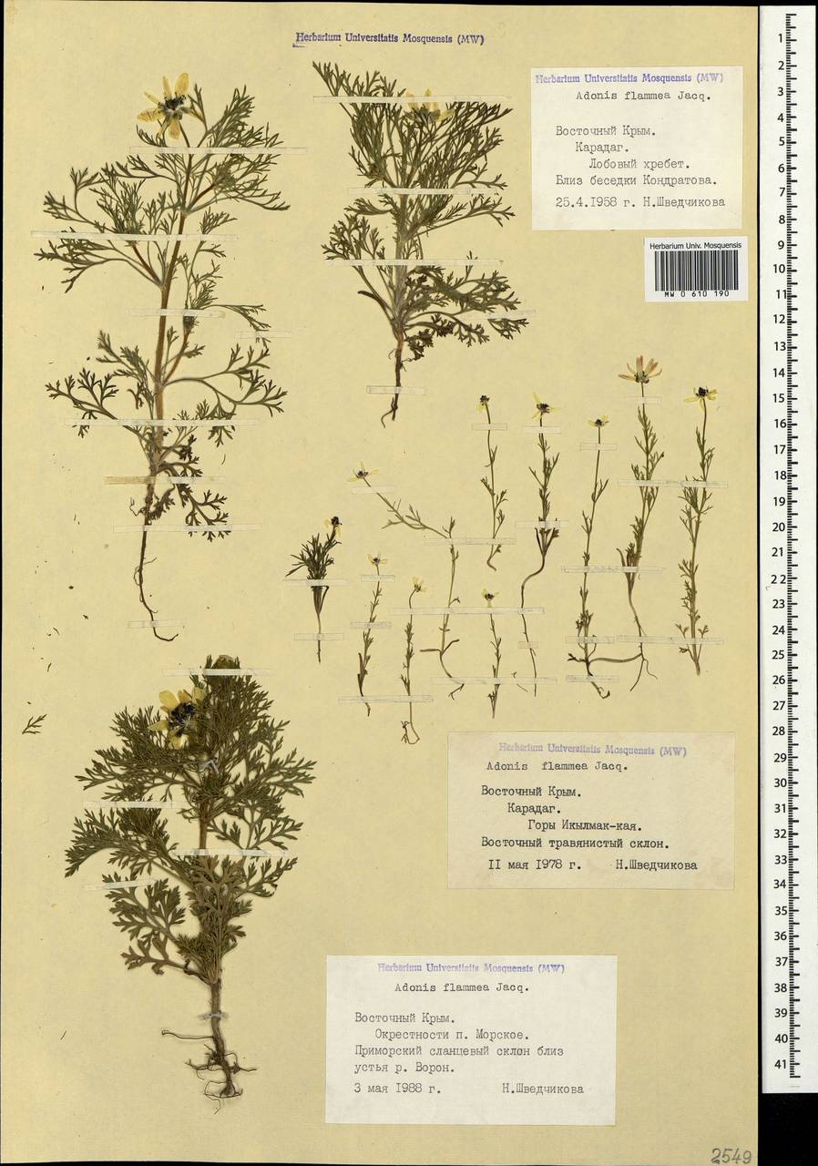 Adonis flammea Jacq., Crimea (KRYM) (Russia)