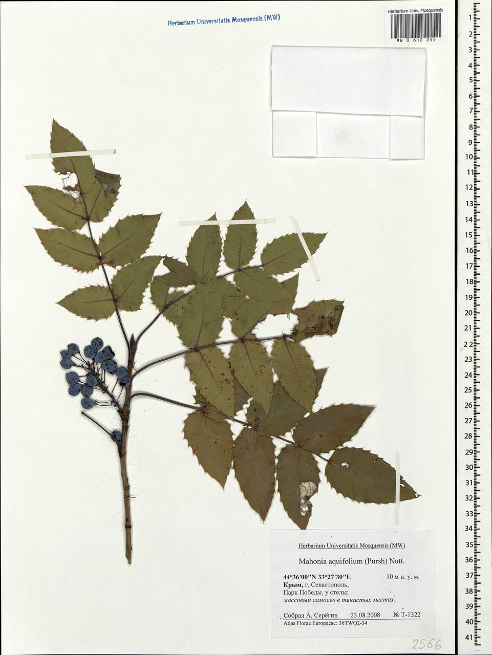 Mahonia aquifolium (Pursh) Nutt., Crimea (KRYM) (Russia)