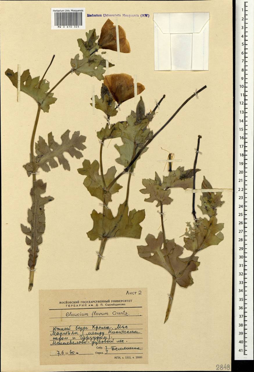 Glaucium flavum Crantz, Crimea (KRYM) (Russia)