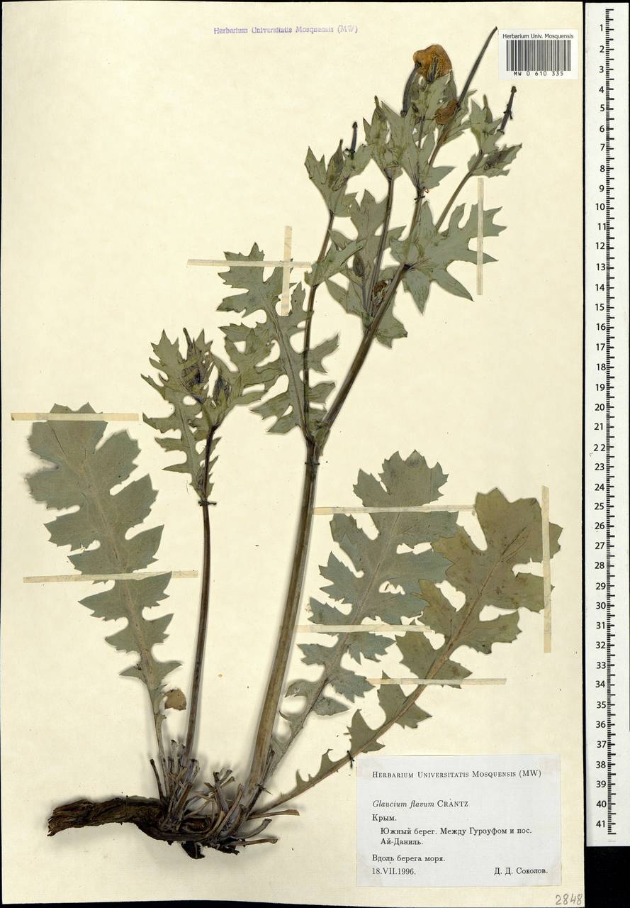 Glaucium flavum Crantz, Crimea (KRYM) (Russia)