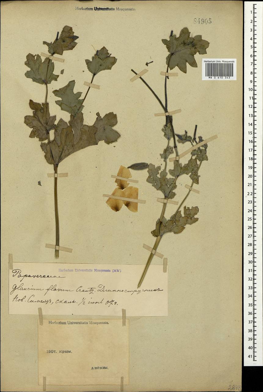 Glaucium flavum Crantz, Crimea (KRYM) (Russia)