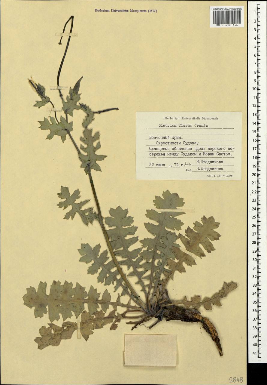 Glaucium flavum Crantz, Crimea (KRYM) (Russia)