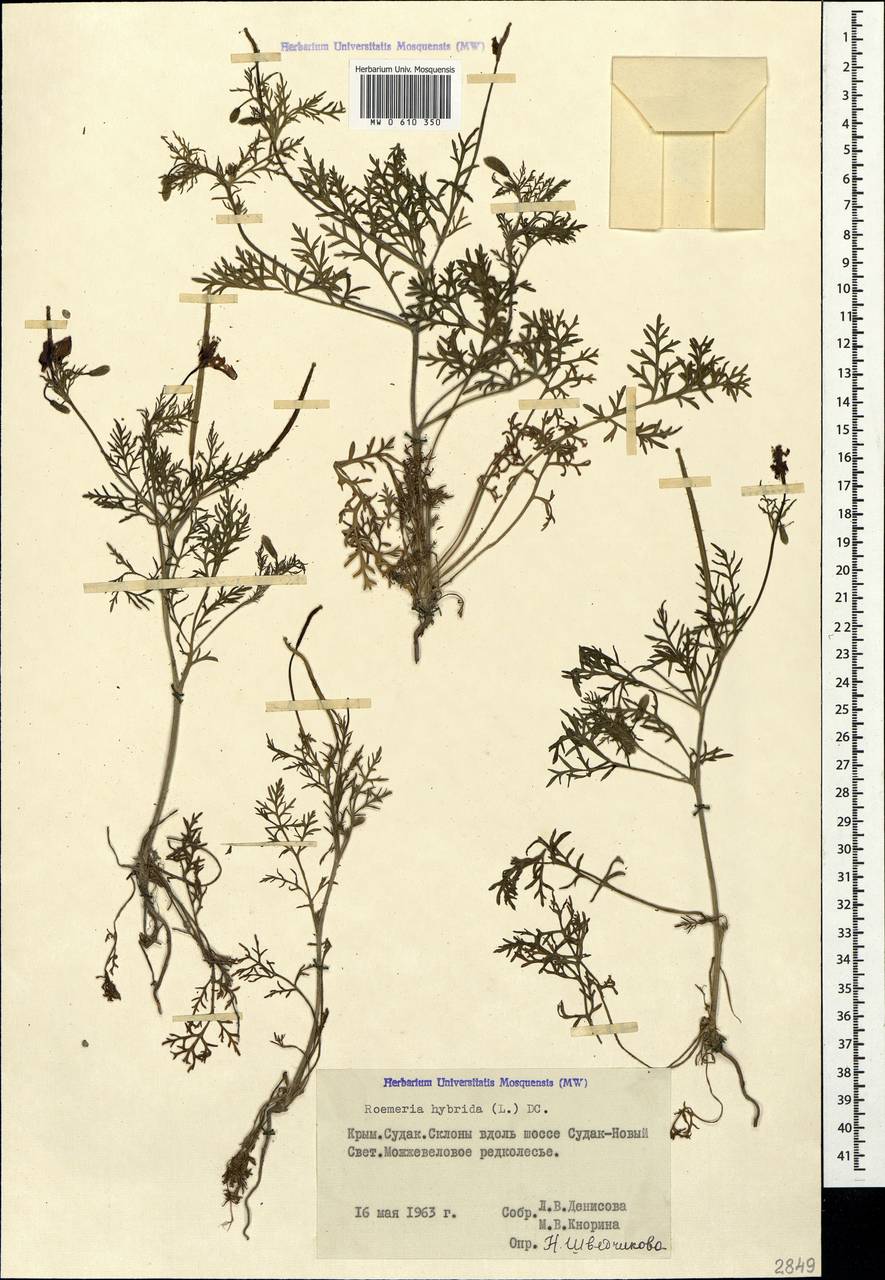 Roemeria hybrida (L.) DC., Crimea (KRYM) (Russia)