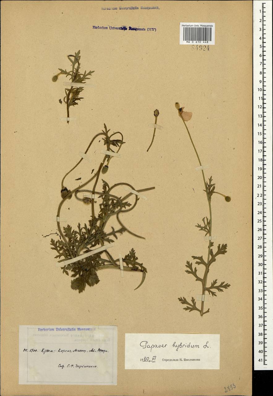 Roemeria sicula (Guss.) Galasso, Banfi, L. Sáez & Bartolucci, Crimea (KRYM) (Russia)