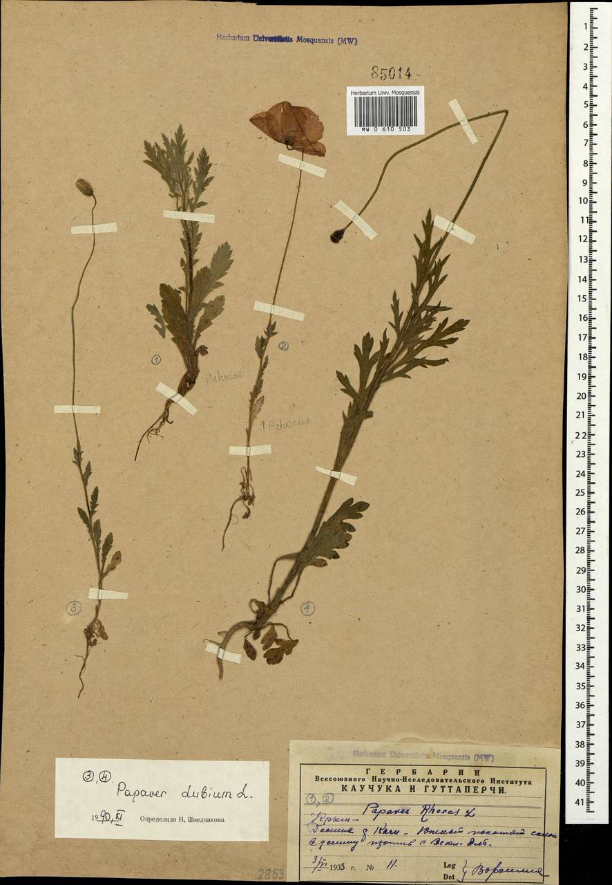 Papaver rhoeas L., Crimea (KRYM) (Russia)