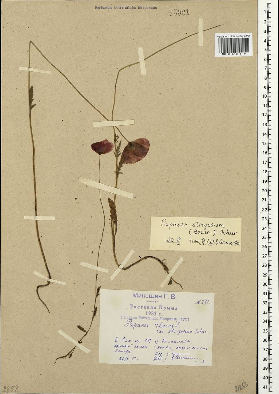 Papaver rhoeas subsp. strigosum (Boenn.) Pignatti, Crimea (KRYM) (Russia)