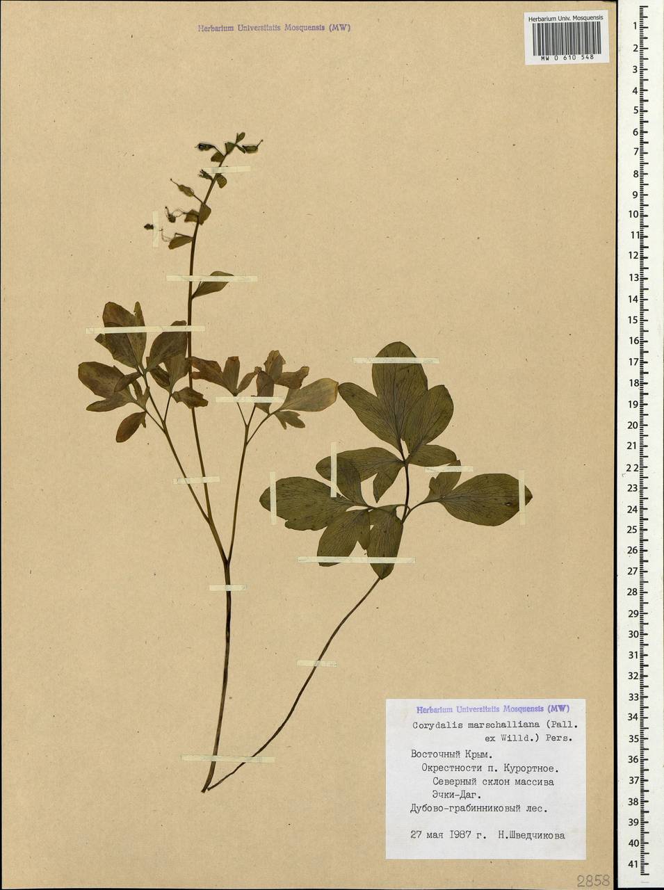 Corydalis cava (L.) Schweigg. & Körte, Crimea (KRYM) (Russia)