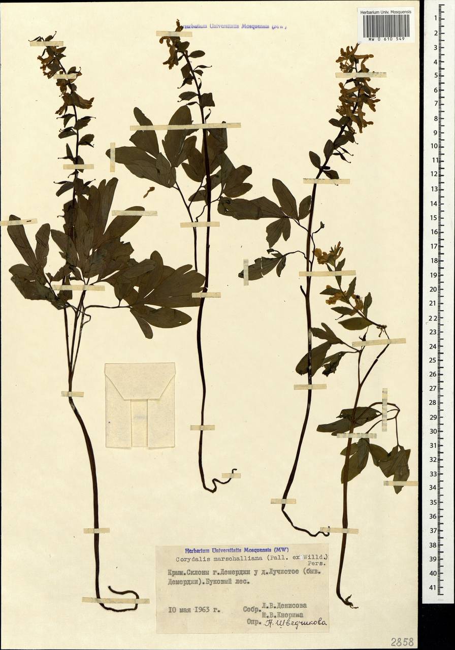 Corydalis cava (L.) Schweigg. & Körte, Crimea (KRYM) (Russia)