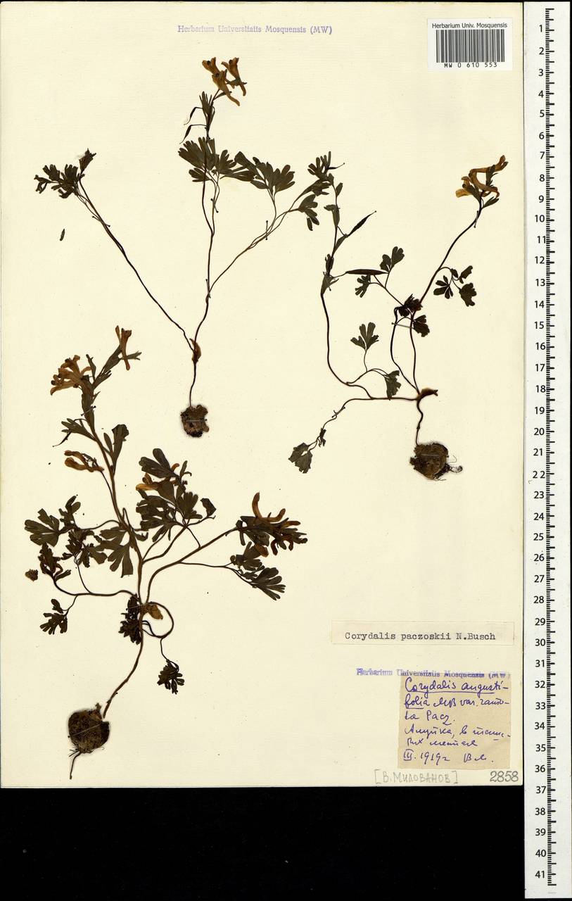 Corydalis paczoskii N. Busch, Crimea (KRYM) (Russia)