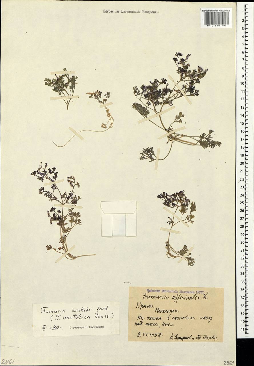 Fumaria kralikii Jord., Crimea (KRYM) (Russia)