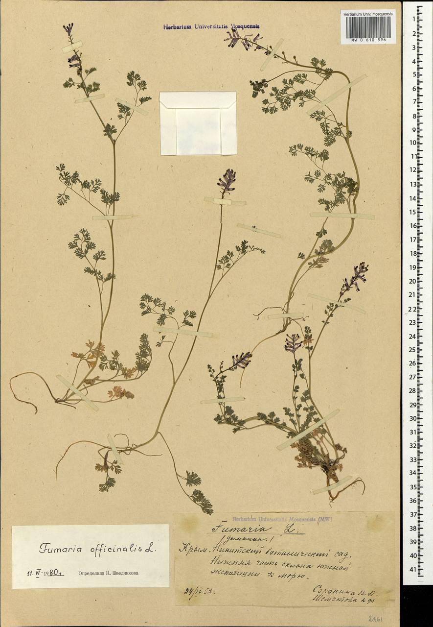 Fumaria officinalis L., Crimea (KRYM) (Russia)