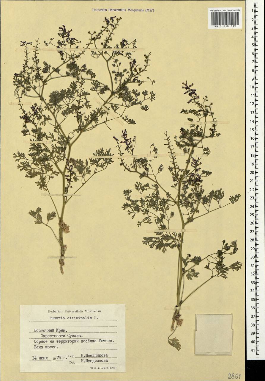 Fumaria officinalis L., Crimea (KRYM) (Russia)