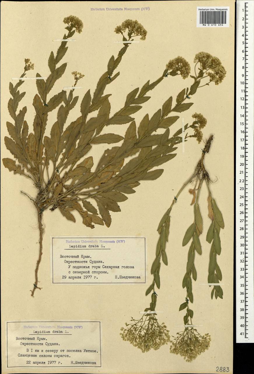 Lepidium draba L., Crimea (KRYM) (Russia)
