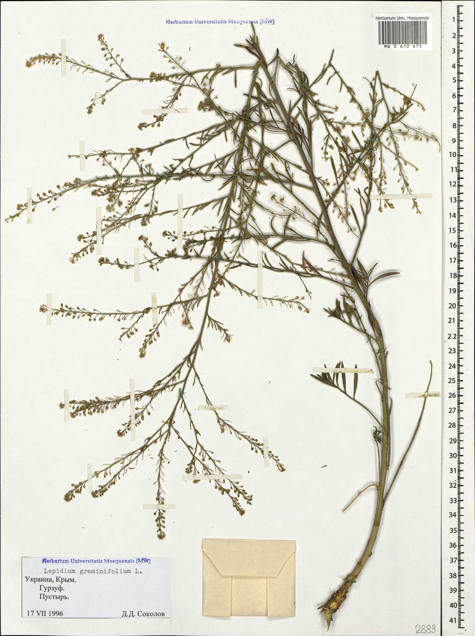 Lepidium graminifolium L., Crimea (KRYM) (Russia)