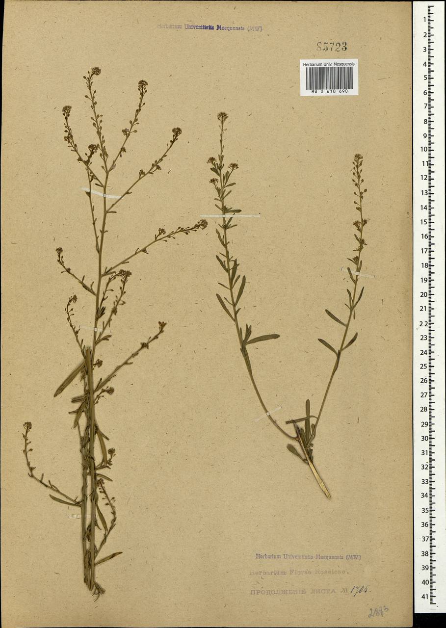 Lepidium graminifolium L., Crimea (KRYM) (Russia)