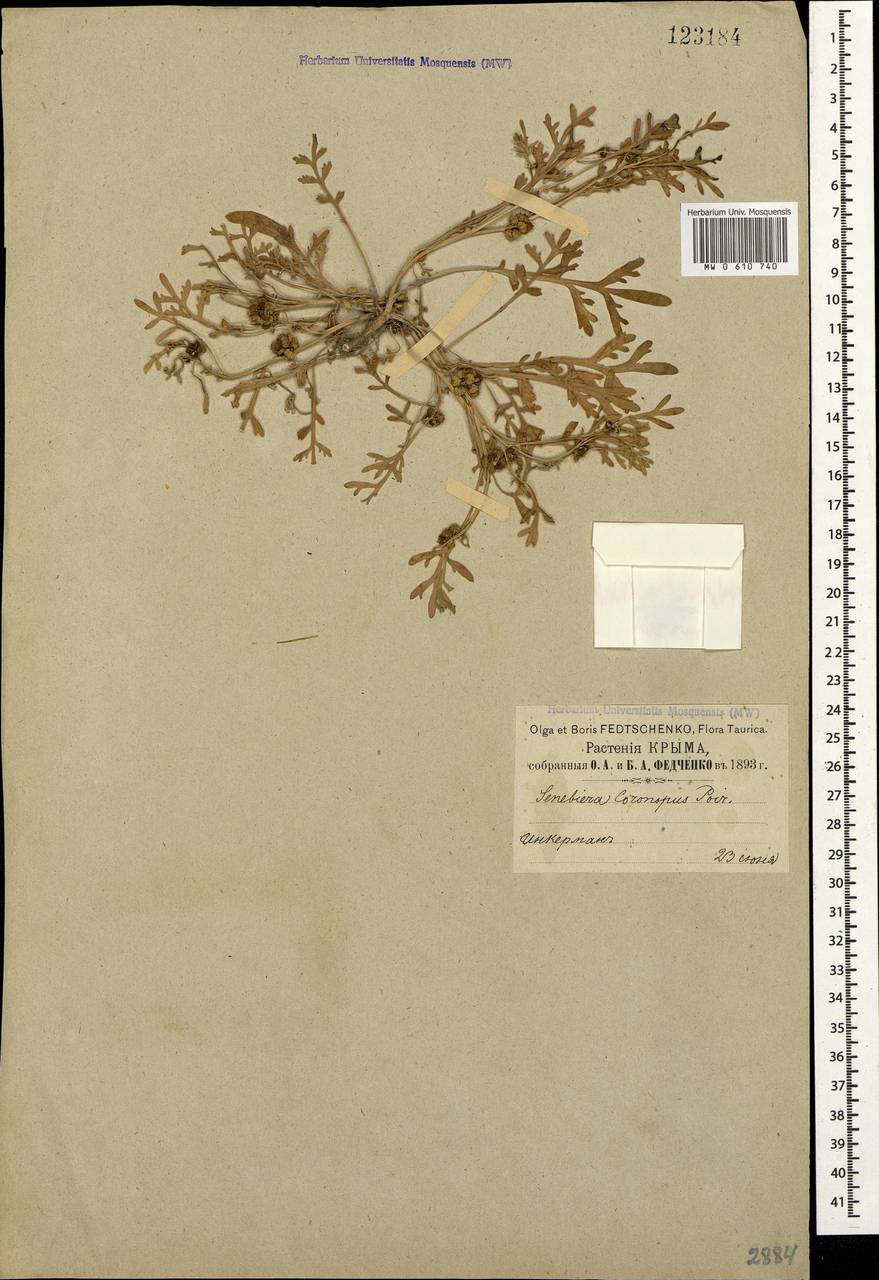 Lepidium coronopus (L.) Al-Shehbaz, Crimea (KRYM) (Russia)