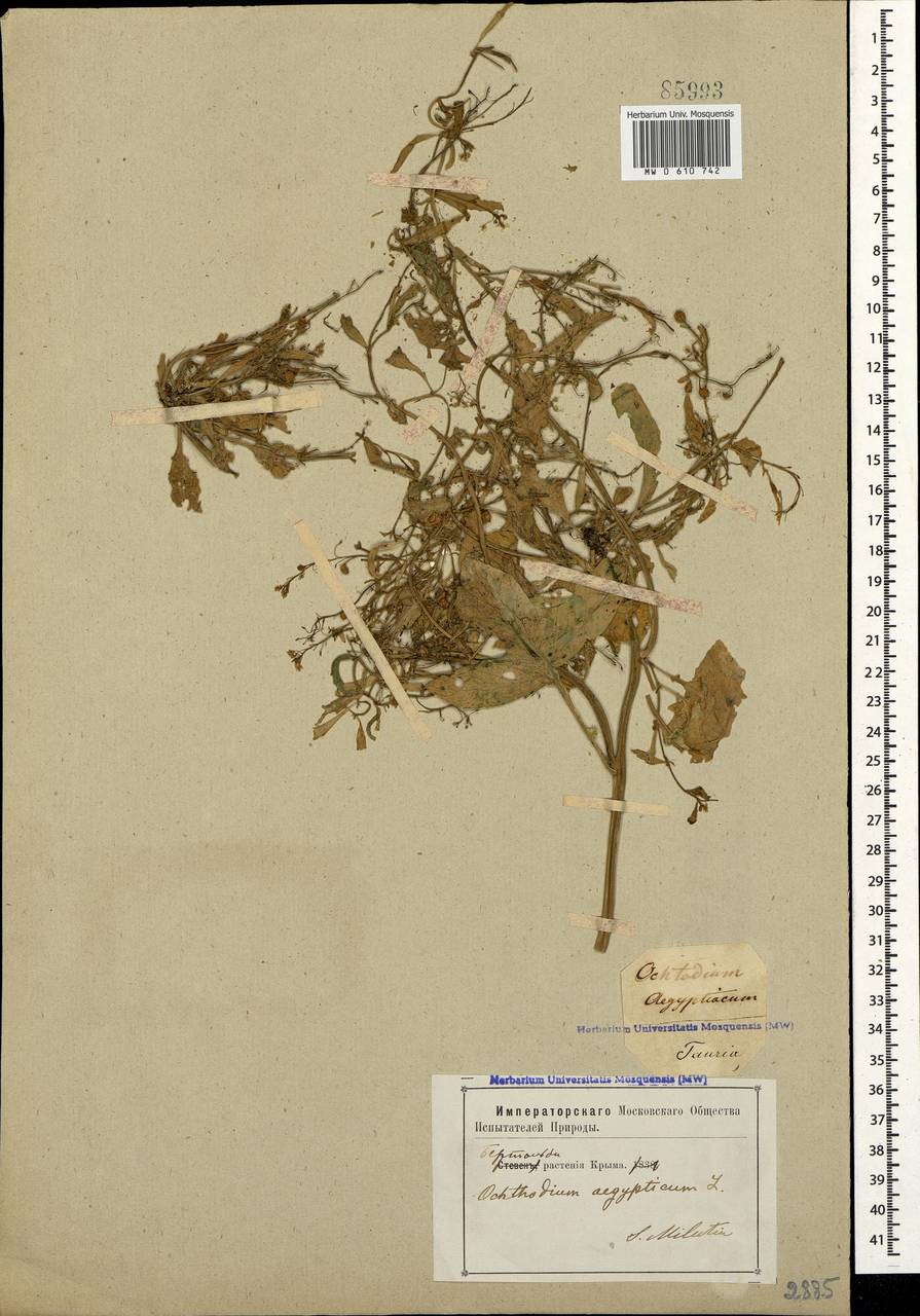 Ochthodium aegyptiacum (L.) DC., Crimea (KRYM) (Russia)