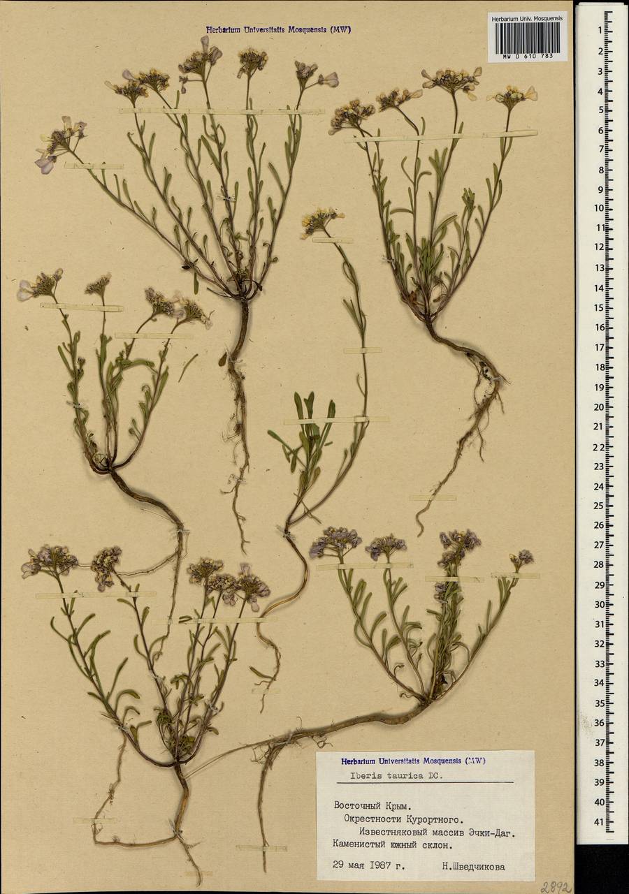 Iberis simplex DC., Crimea (KRYM) (Russia)