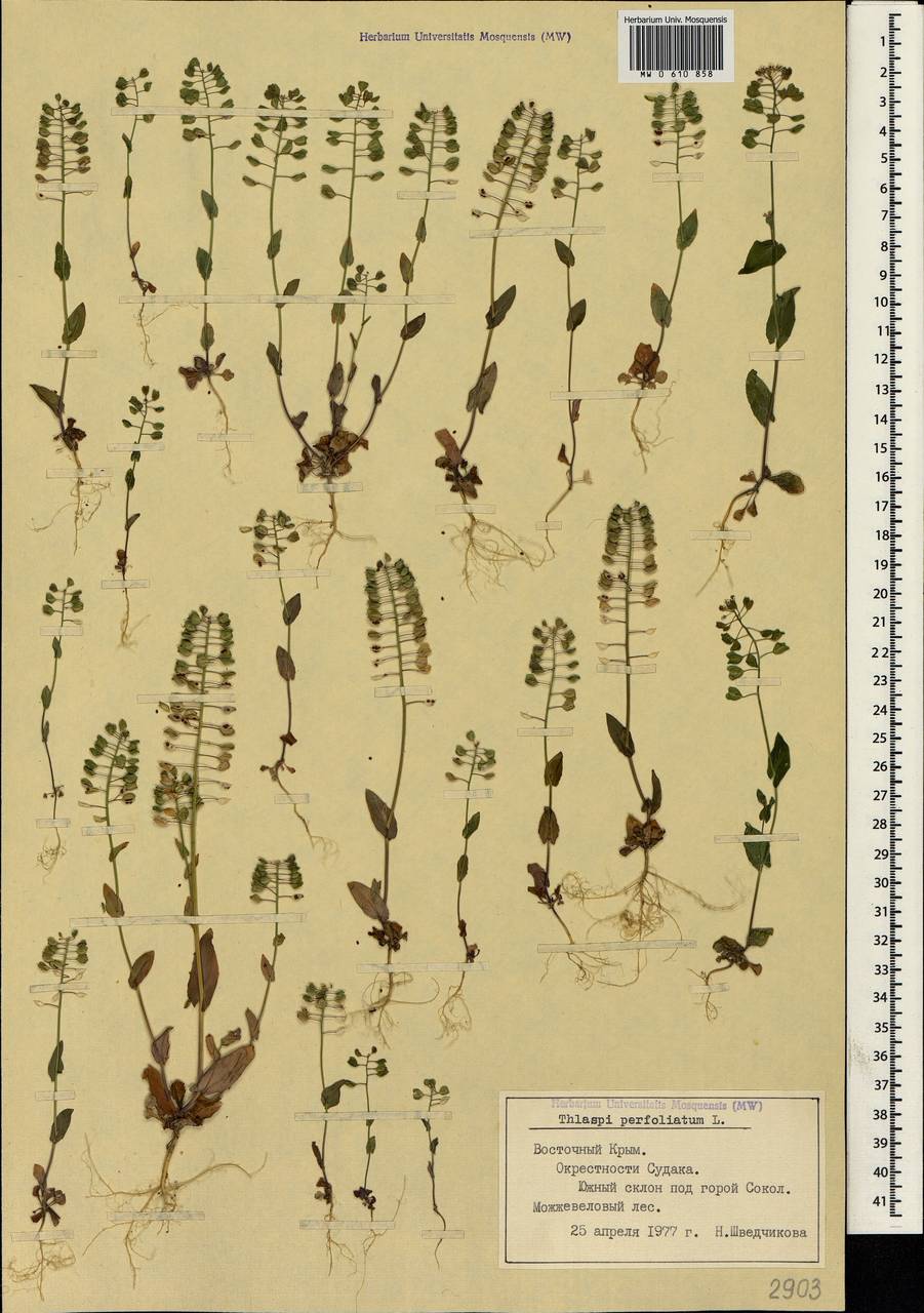 Microthlaspi perfoliatum (L.) F.K.Mey., Crimea (KRYM) (Russia)