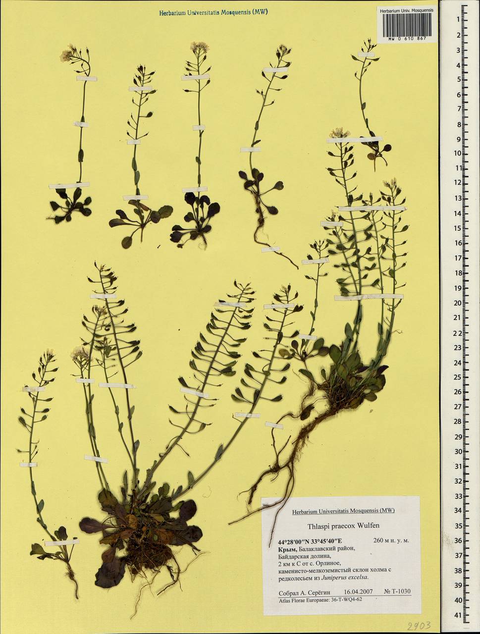 Noccaea praecox (Wulfen) F.K. Mey., Crimea (KRYM) (Russia)