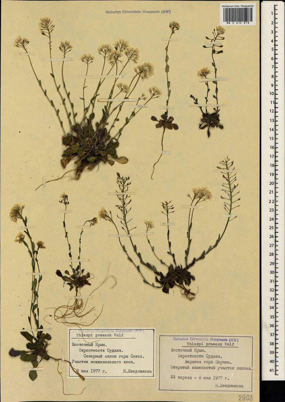 Noccaea praecox (Wulfen) F.K.Mey., Crimea (KRYM) (Russia)