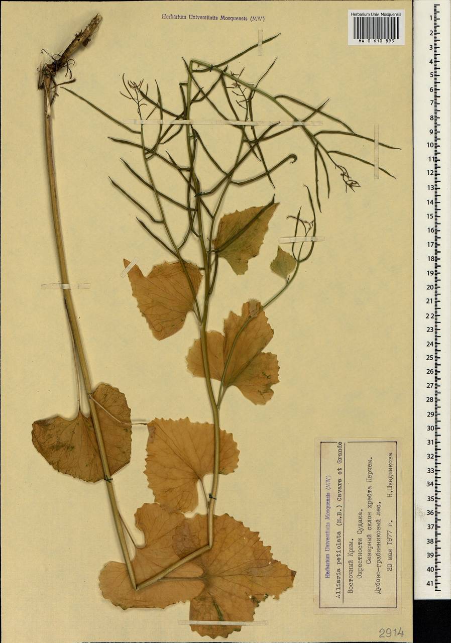 Alliaria petiolata (M.Bieb.) Cavara & Grande, Crimea (KRYM) (Russia)