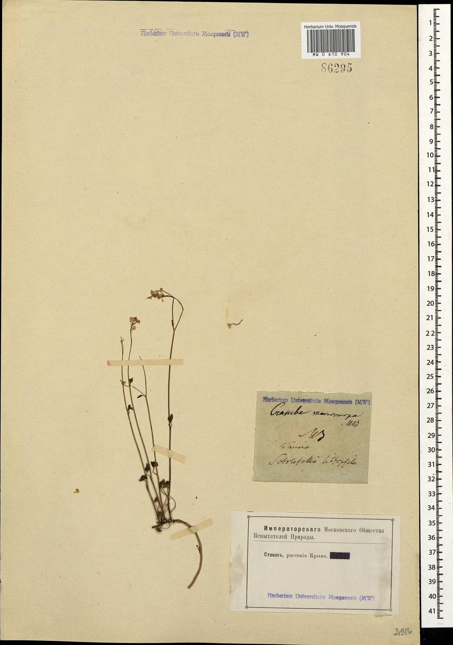 Sobolewskia sibirica (Willd.) P.W. Ball, Crimea (KRYM) (Russia)