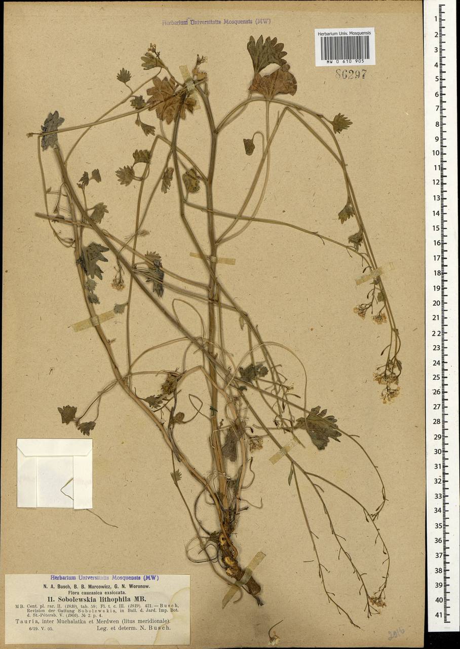 Sobolewskia sibirica (Willd.) P.W.Ball, Crimea (KRYM) (Russia)