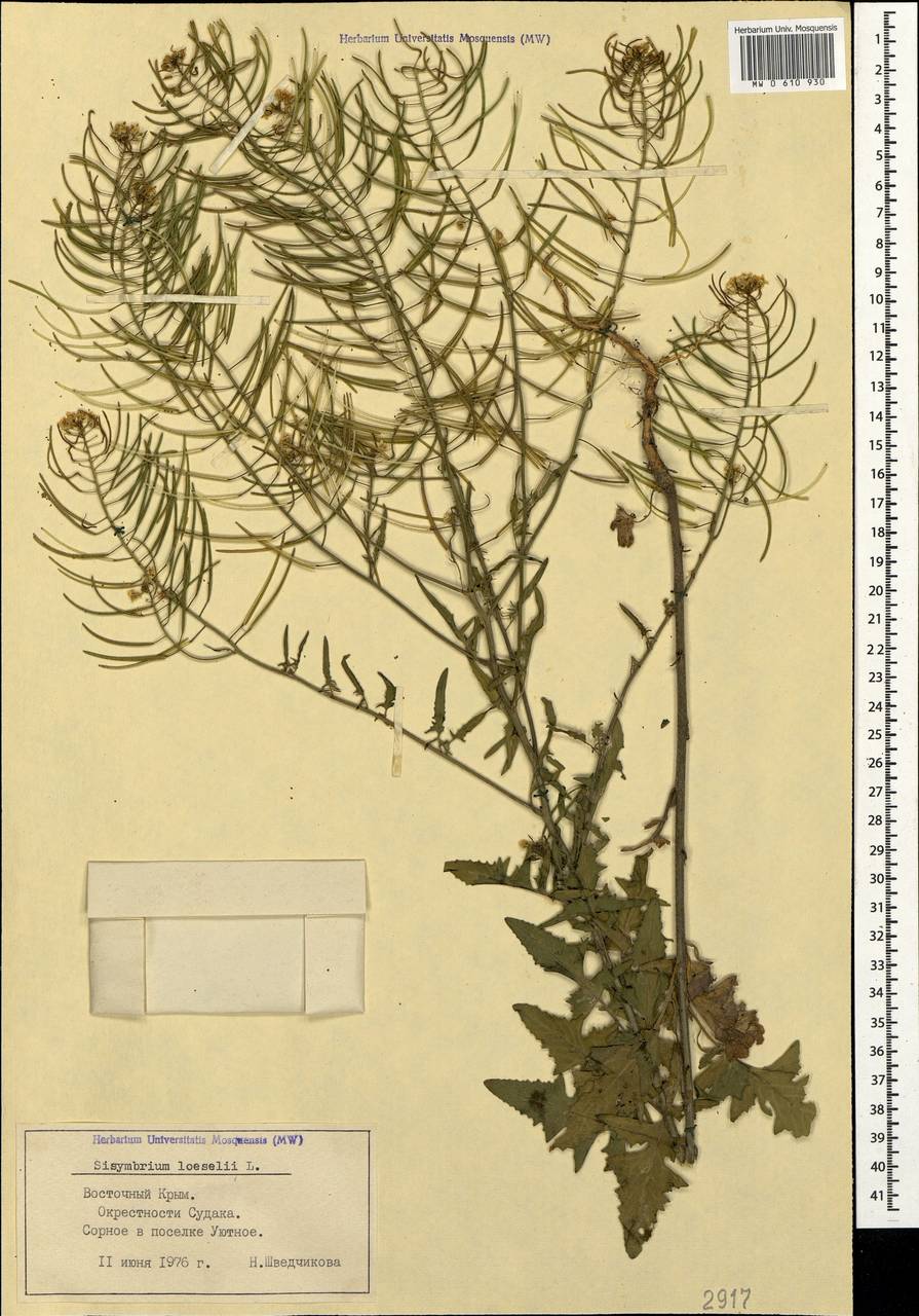 Sisymbrium loeselii L., Crimea (KRYM) (Russia)