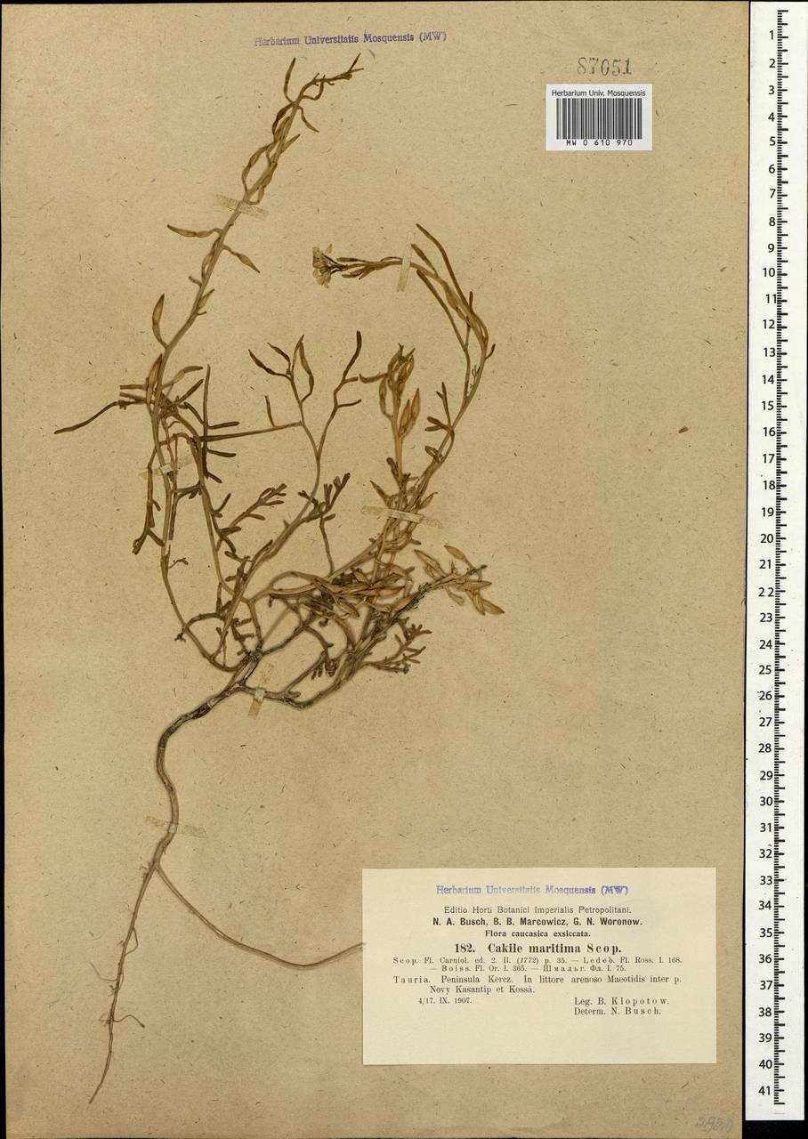 Cakile maritima subsp. euxina (Pobed.) Nyár., Crimea (KRYM) (Russia)