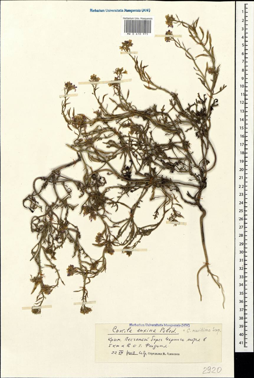 Cakile maritima subsp. euxina (Pobed.) Nyár., Crimea (KRYM) (Russia)