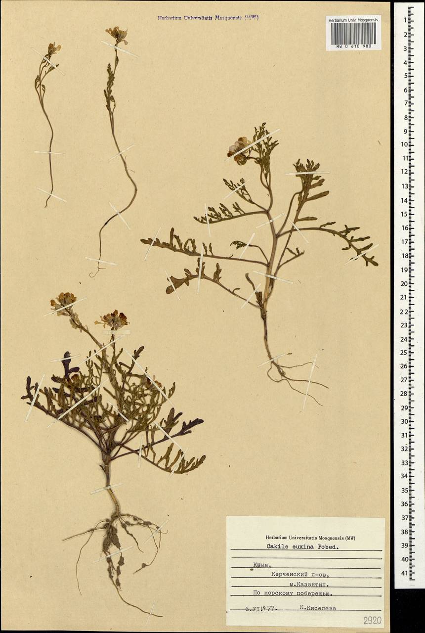 Cakile maritima subsp. euxina (Pobed.) Nyár., Crimea (KRYM) (Russia)