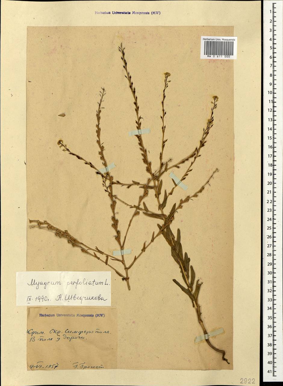 Myagrum perfoliatum L., Crimea (KRYM) (Russia)