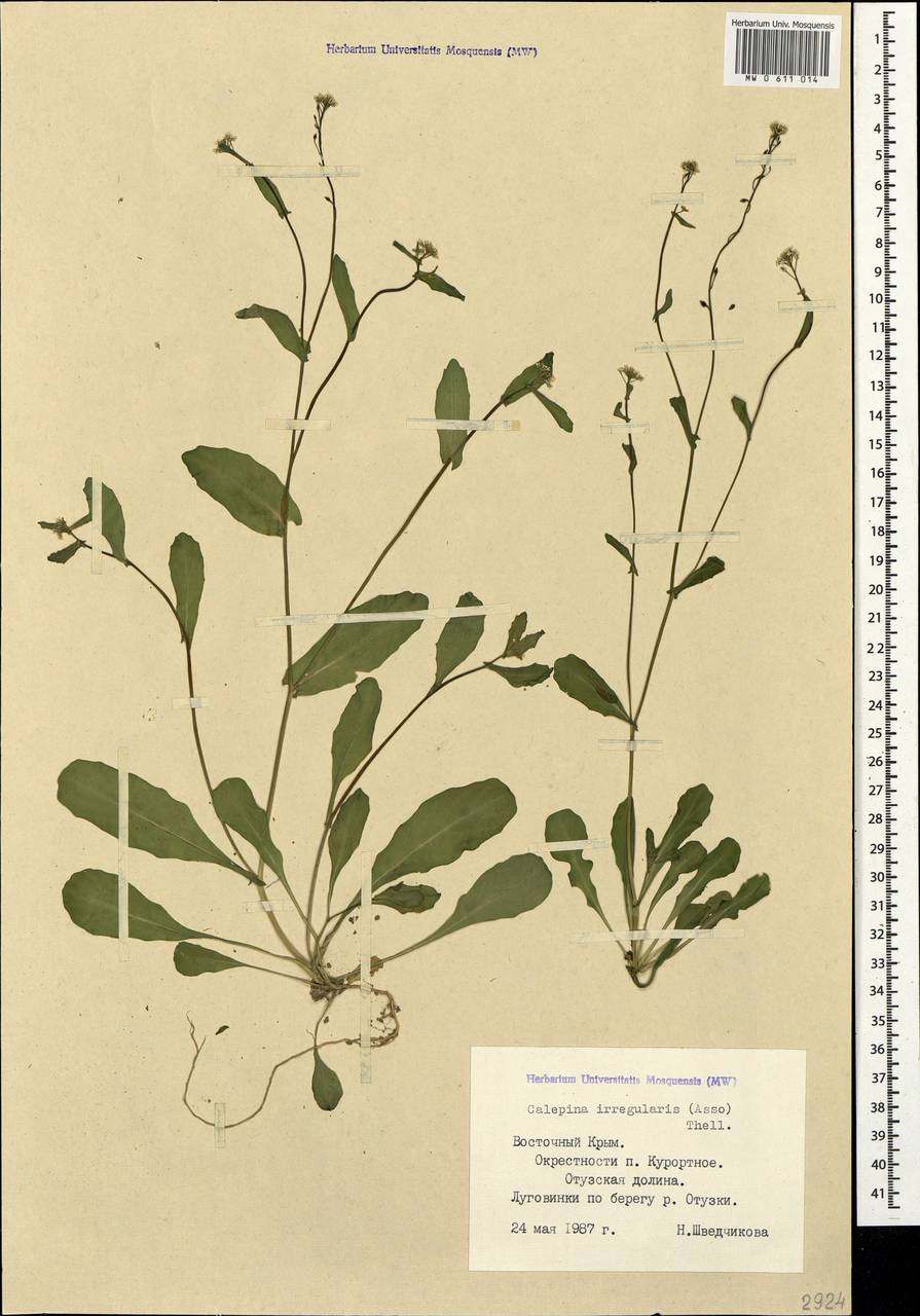 Calepina irregularis (Asso) Thell., Crimea (KRYM) (Russia)