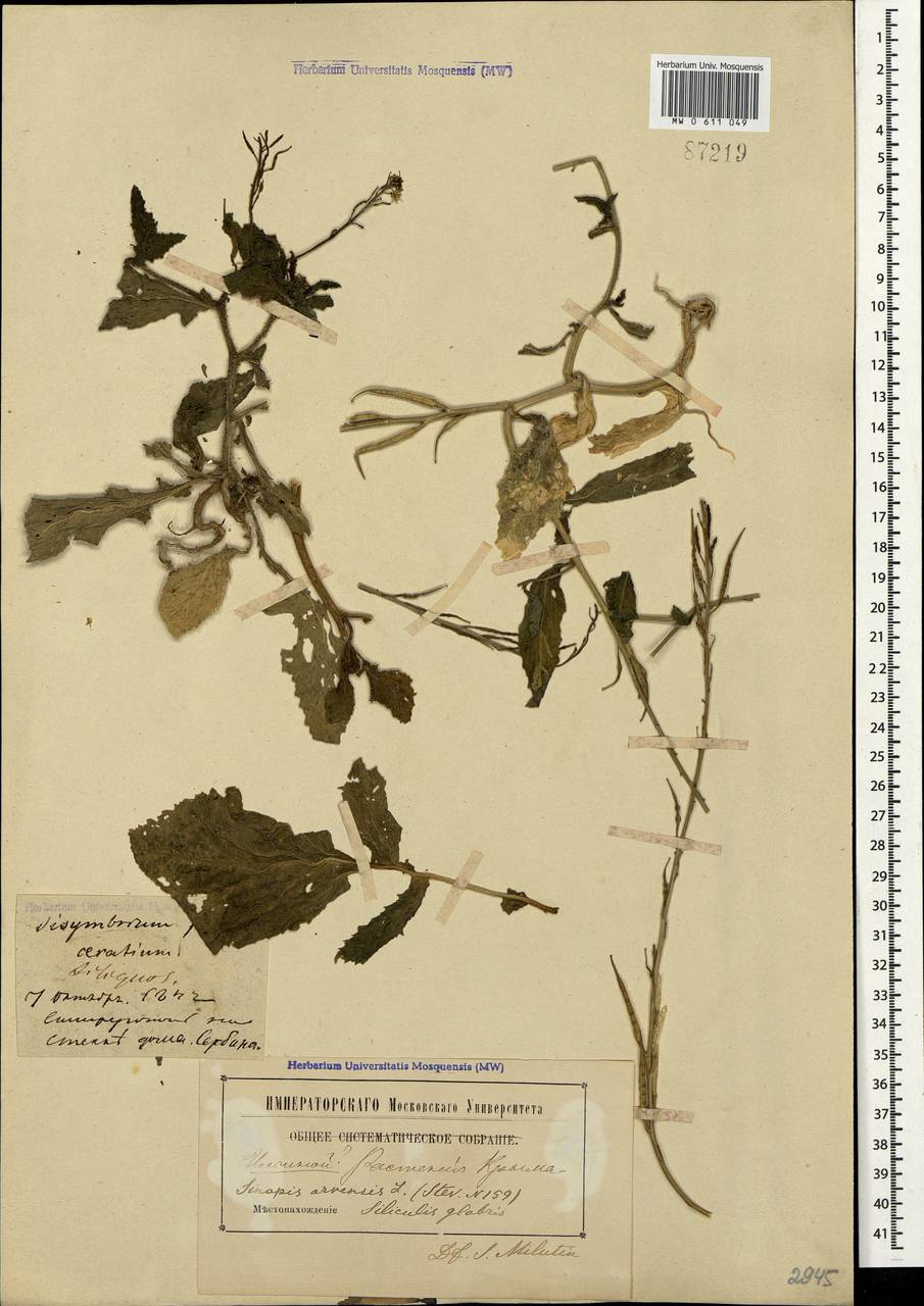 Sinapis arvensis L., Crimea (KRYM) (Russia)
