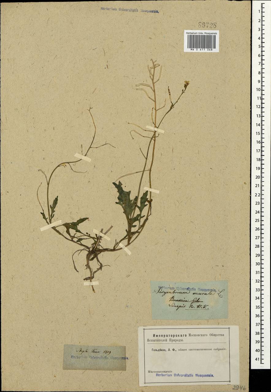 Diplotaxis muralis (L.) DC., Crimea (KRYM) (Russia)
