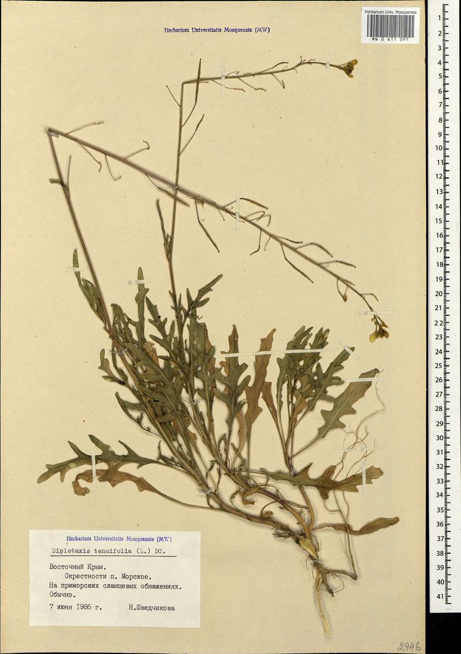 Diplotaxis tenuifolia (L.) DC., Crimea (KRYM) (Russia)