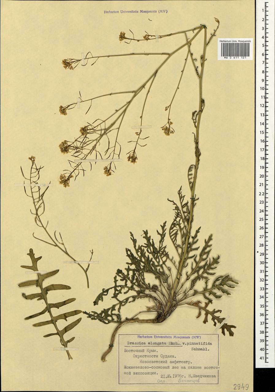 Brassica elongata subsp. pinnatifida (Schmalh.) Greuter & Burdet, Crimea (KRYM) (Russia)
