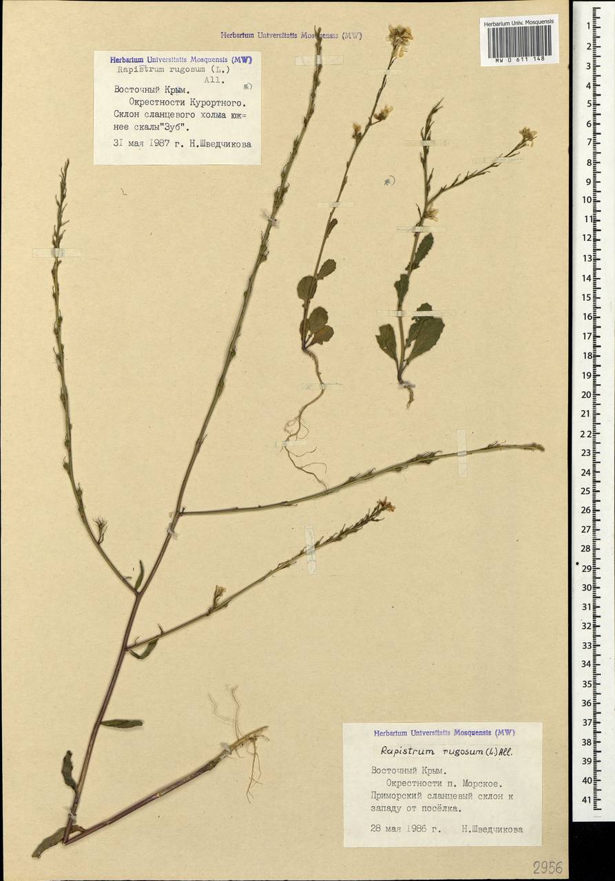 Rapistrum rugosum (L.) All., Crimea (KRYM) (Russia)