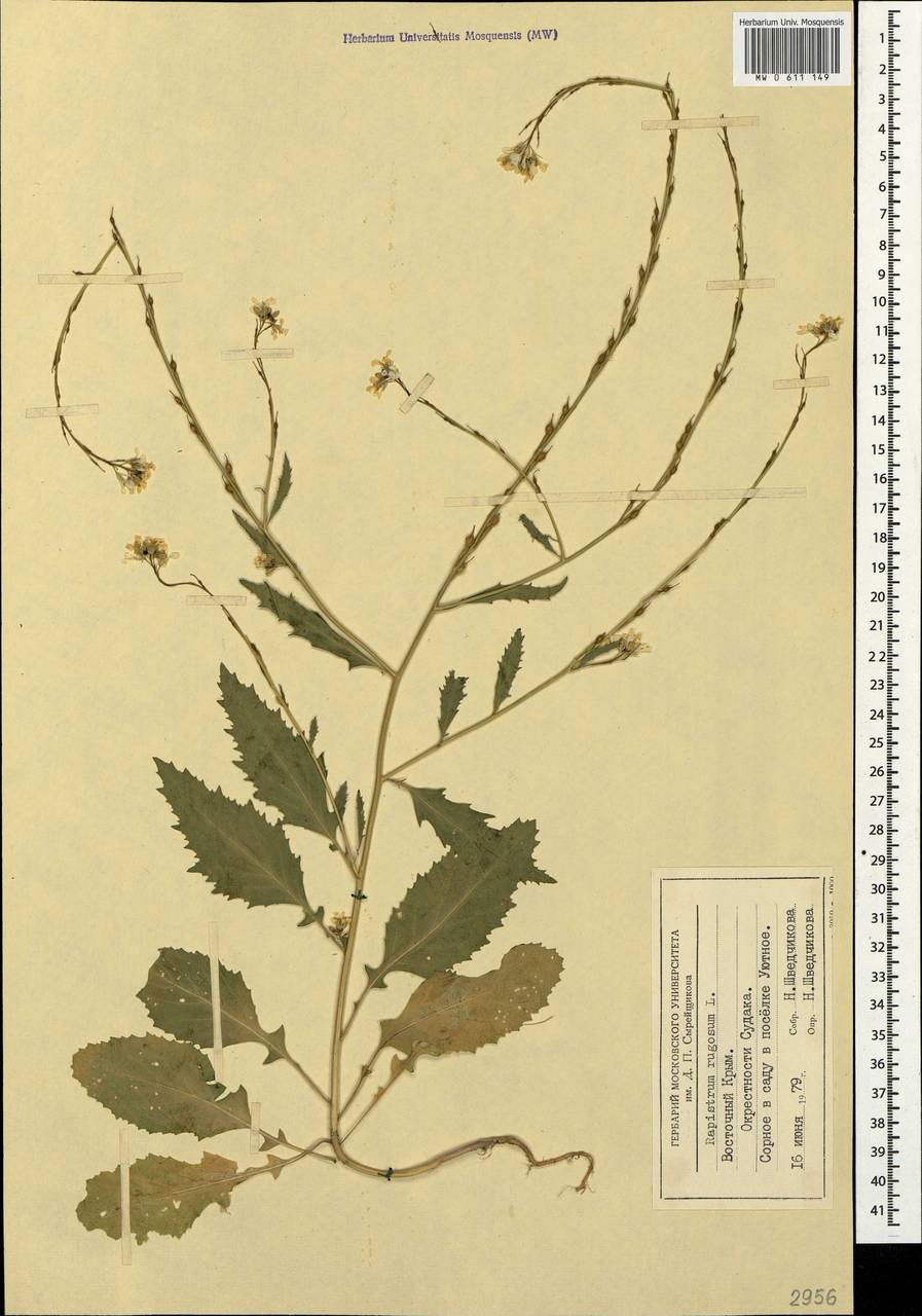 Rapistrum rugosum (L.) All., Crimea (KRYM) (Russia)