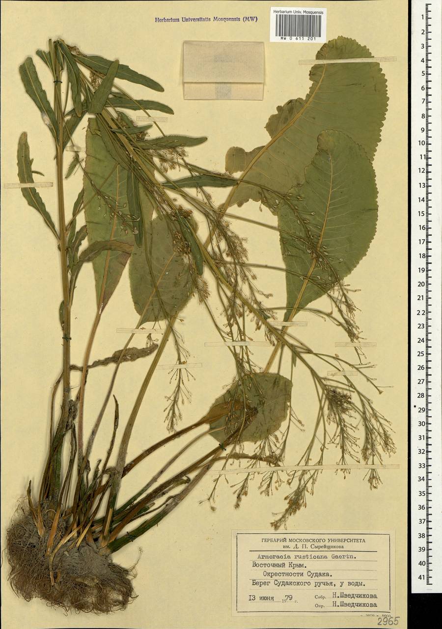 Armoracia rusticana P. Gaertn., B. Mey. & Scherb., Crimea (KRYM) (Russia)