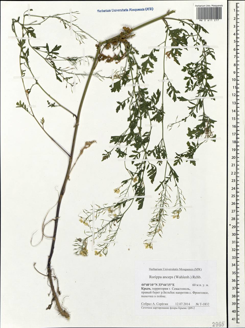 Rorippa anceps (Wahlenb.) Rchb., Crimea (KRYM) (Russia)